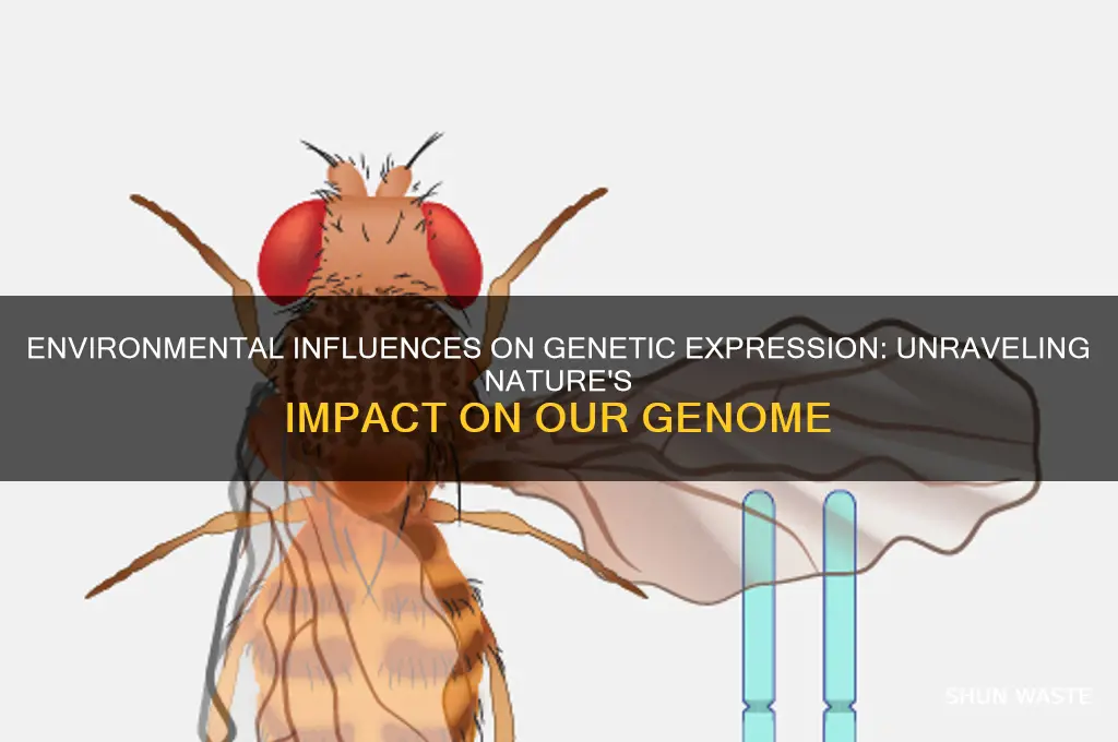 how environment affect genome