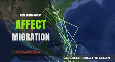 Environmental Factors Driving Global Migration Patterns and Trends