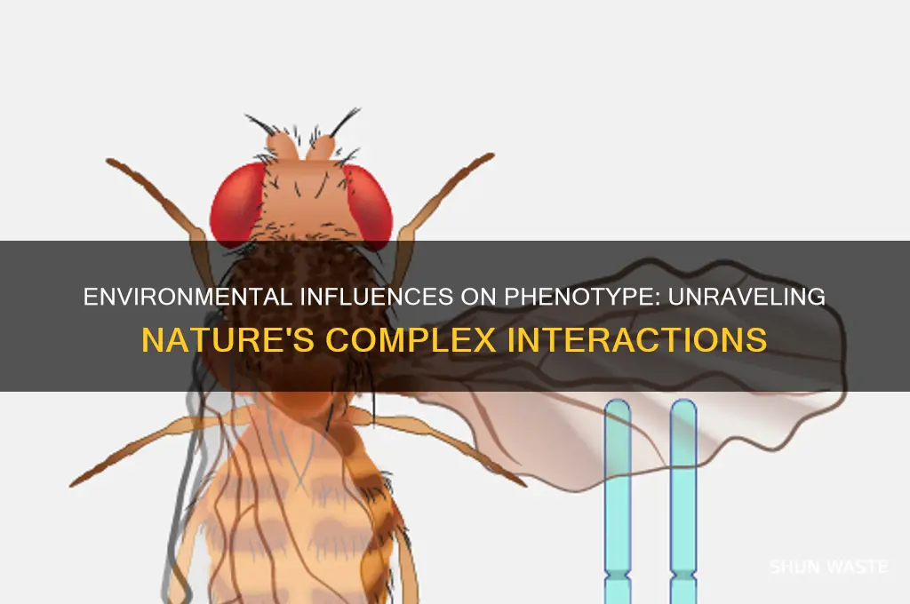 how environment affect phenotype