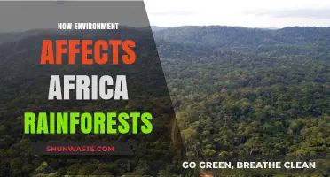 Africa's Rainforests: Environmental Impacts and Ecosystem Challenges Explored