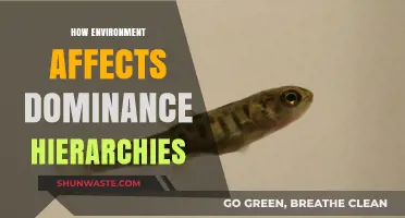 Environmental Influences on Dominance Hierarchies: Shaping Social Structures in Ecosystems