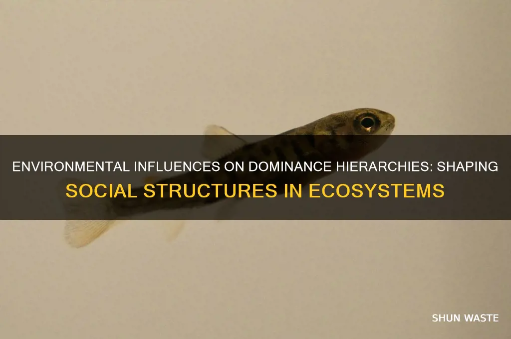how environment affects dominance hierarchies