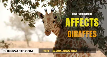 Habitat Shifts: How Environmental Changes Impact Giraffe Survival and Behavior