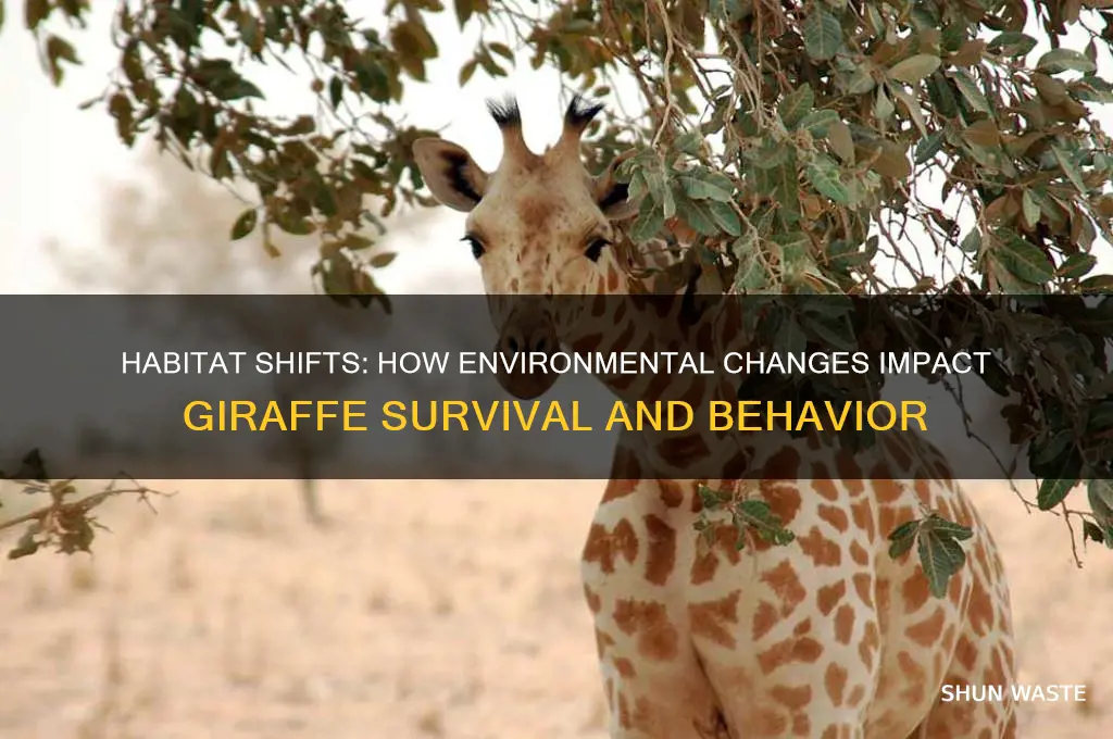 how environment affects giraffes