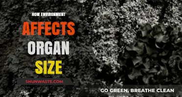 Environmental Influences on Organ Size: Unraveling Nature's Impact on Biology