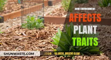 Environmental Influences on Plant Traits: Adaptation and Survival Strategies