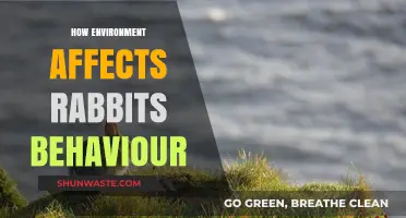 Environmental Influences on Rabbit Behavior: Insights and Observations