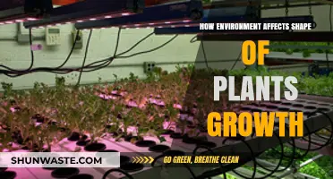 Environmental Factors Shaping Plant Growth: Adaptation and Survival Strategies