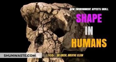 Environmental Influences on Human Skull Morphology: Shaping Our Cranial Structure