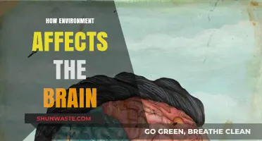 Environmental Influences: Unveiling the Brain's Response to Surroundings
