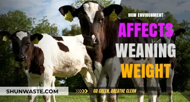 Environmental Factors Shaping Weaning Weight: Insights for Livestock Management