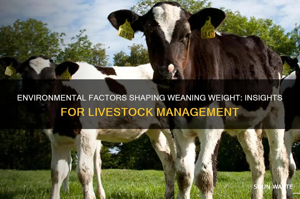 how environment affects weaning weight