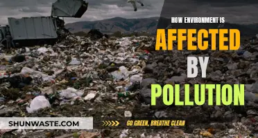 The Impact of Pollution on Our Environment