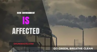 Environmental Impact: How Human Activities Shape Our Planet's Future