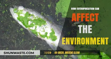 Eutrophication's Environmental Impact: Harmful Algal Blooms and Ecosystem Disruption