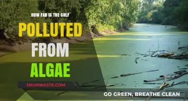 Gulf Pollution Crisis: Algae's Impact and Reach