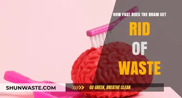 Brain's Waste Clearance: How Quickly Does It Eliminate Toxins?
