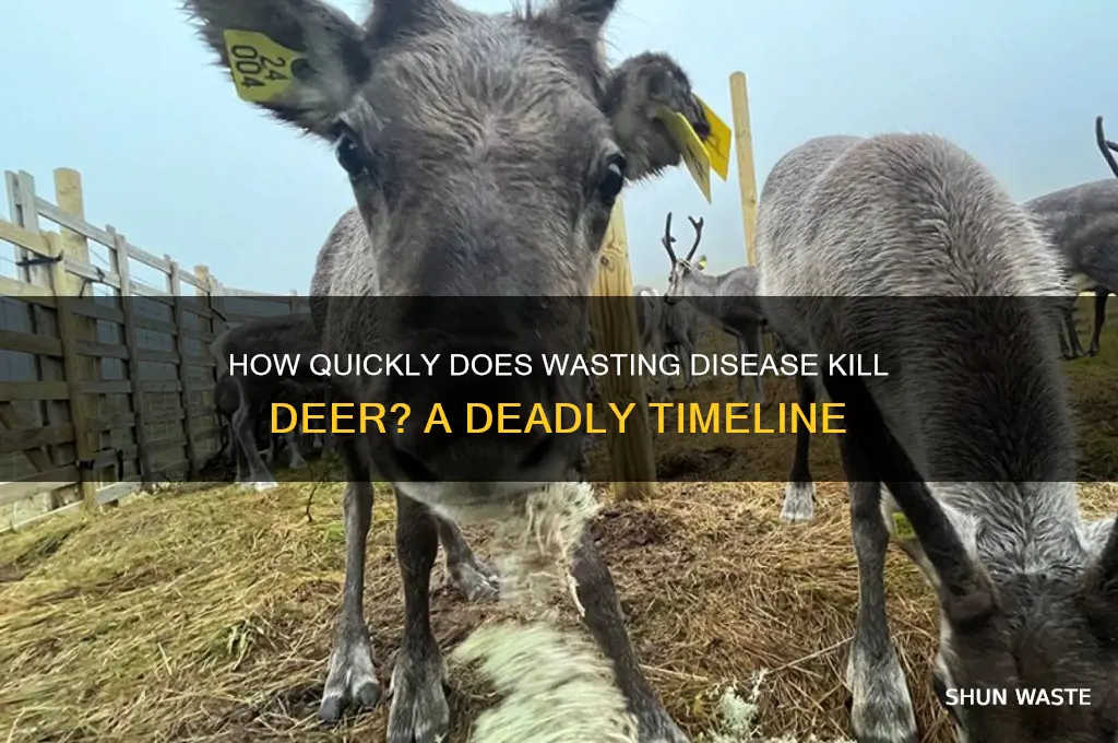 how fast does wasting disease kill dear