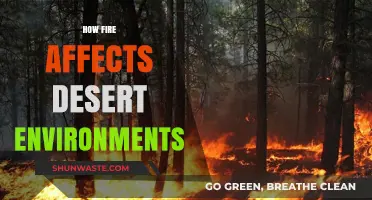 Fire's Impact: Transforming Desert Ecosystems and Wildlife Survival Strategies
