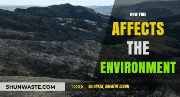 Fire's Environmental Impact: Understanding Ecosystem Changes and Recovery