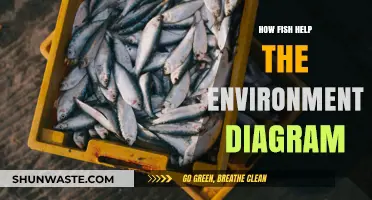 Fish's Vital Role: Environmental Benefits Explained in a Diagram