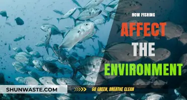 Fishing's Environmental Impact: Balancing Ecosystems and Sustainability
