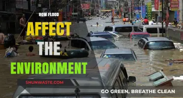 Floods' Devastating Impact: Environmental Consequences and Ecosystem Disruption Explained