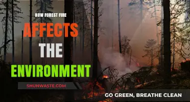 Devastating Impacts: How Forest Fires Alter Ecosystems and Climate