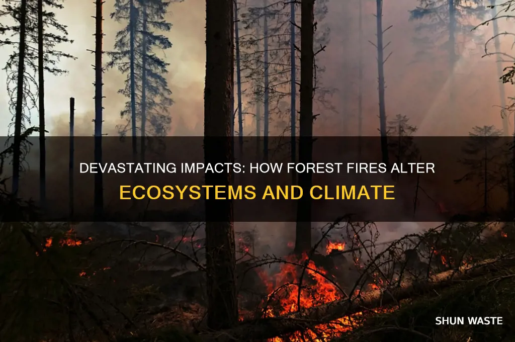 how forest fire affects the environment