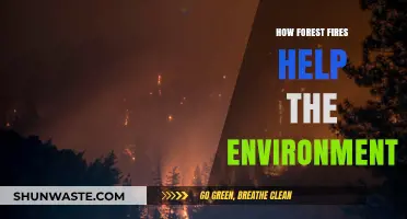 Forest Fires: Unseen Environmental Benefits and Ecosystem Renewal Explained