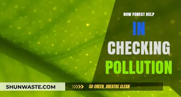 Forests: Nature's Pollution Solution