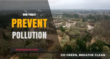 Forests: Nature's Pollution Solution