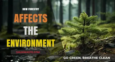 Forestry's Impact: Shaping Ecosystems, Climate, and Biodiversity for Future Generations
