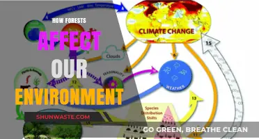 Forests' Vital Role: Shaping Climate, Biodiversity, and Ecosystem Health