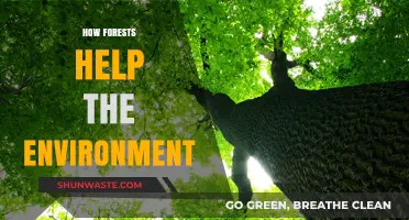 Forests: Nature's Lifeline for Climate, Biodiversity, and Ecosystem Health