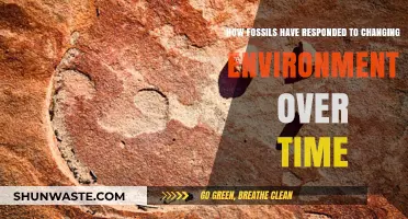 Fossil Resilience: Adapting to Earth's Shifting Climates Over Millennia