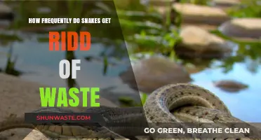 How Often Do Snakes Eliminate Waste? A Complete Guide