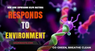 Gene Expression: How Bacteria Adapt and Survive Environmental Changes
