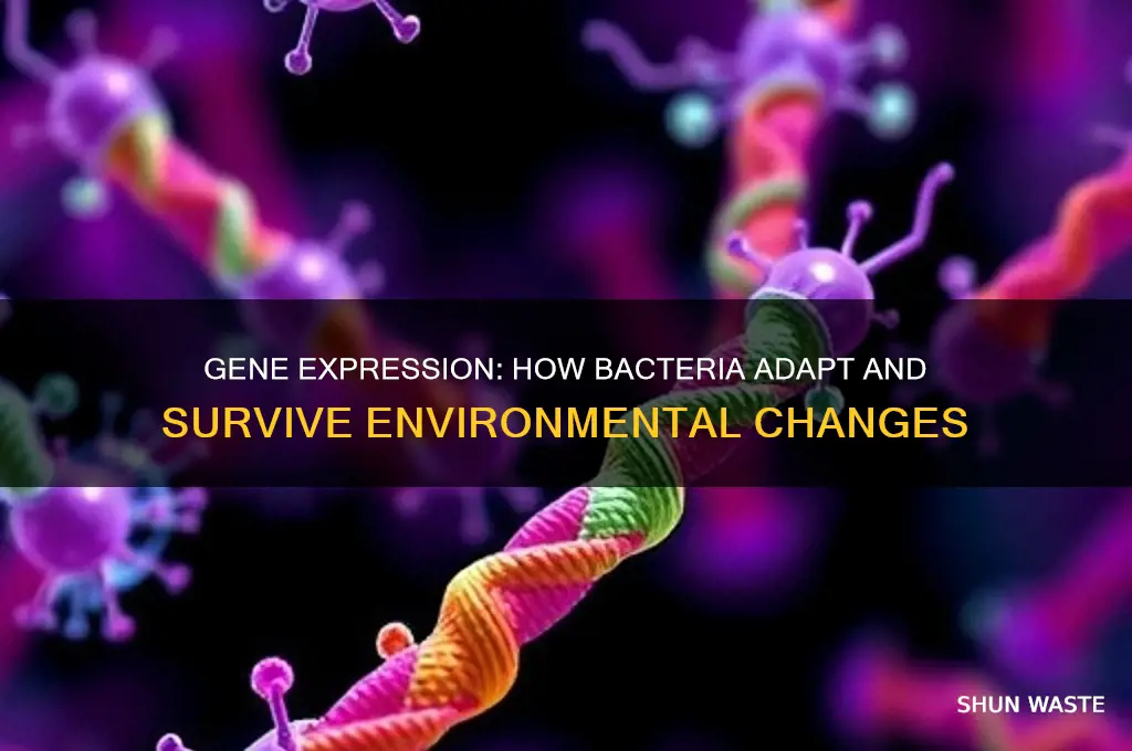 how gene expression helps bacteria responds to environment