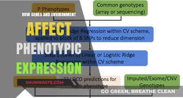 Genes vs. Environment: Unraveling the Complex Dance of Phenotypic Expression