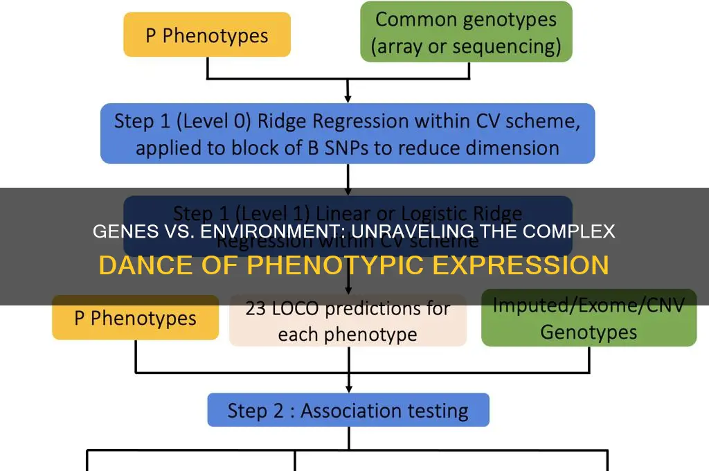how genes and environment affect phenotypic expression