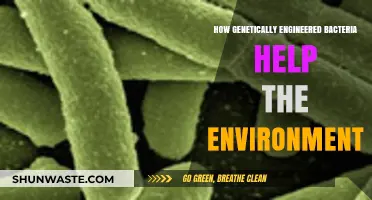 Genetically Engineered Bacteria: Eco-Friendly Solutions for a Sustainable Future