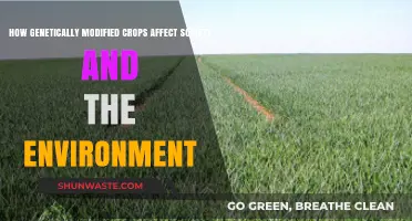 Genetically Modified Crops: Societal Impacts and Environmental Consequences Explored
