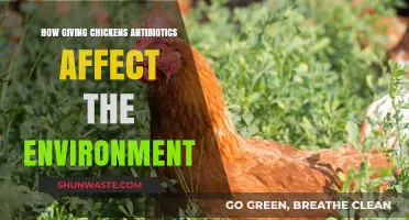 Antibiotics in Poultry: Environmental Impacts of Chicken Farming Practices