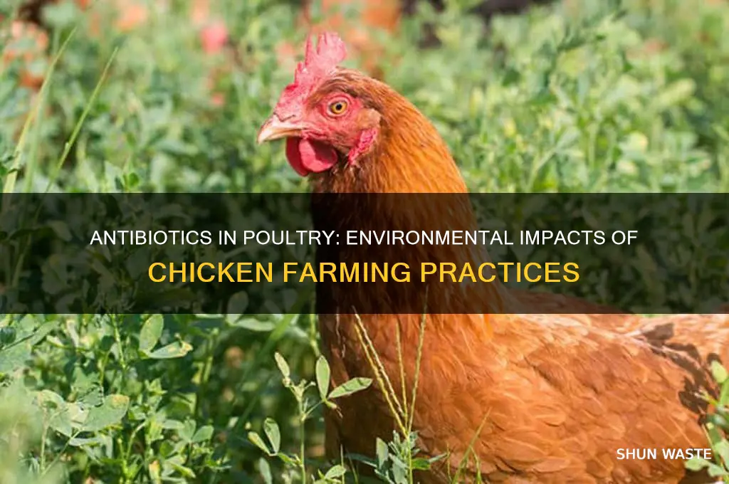 how giving chickens antibiotics affect the environment
