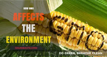 GMO Impact: Environmental Effects and Ecological Consequences Explained
