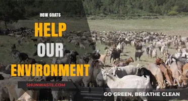 Goats' Eco-Friendly Impact: Sustainable Solutions for a Greener Planet