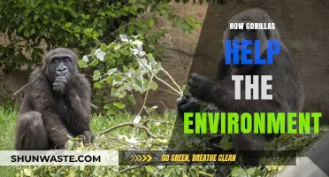 Gorillas' Vital Role in Preserving Ecosystems and Biodiversity
