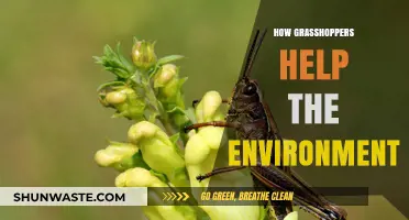 Grasshoppers: Unsung Heroes Boosting Ecosystems and Soil Health Naturally