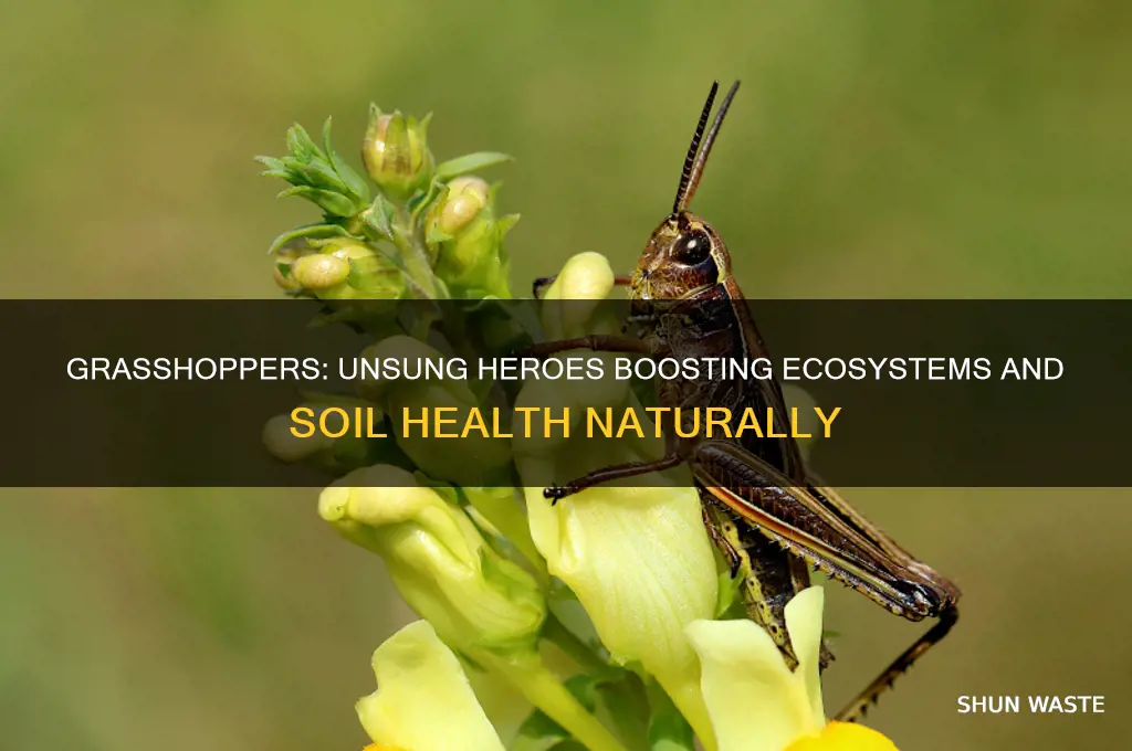 how grasshoppers help the environment